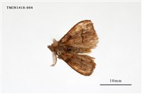 藏品(尖翅蛾科)的圖片